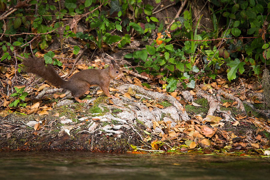 Mammals In Our Countryside