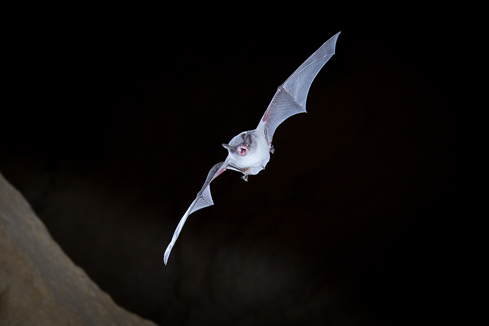 Chauve souris Vespertilion de Capaccini 100