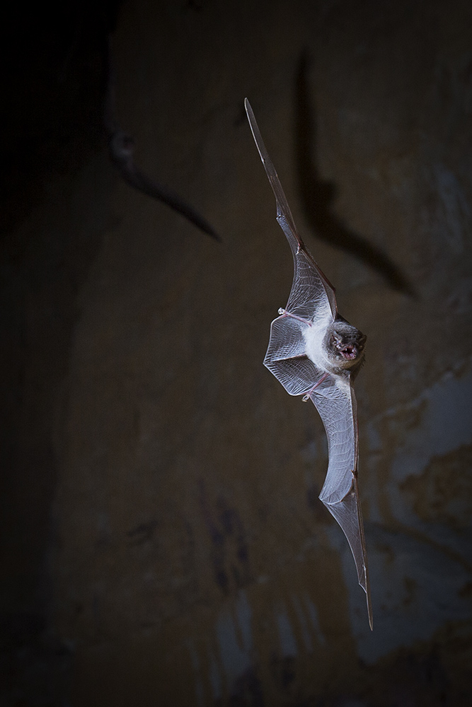 Chauve souris minioptere de Chreibers 10