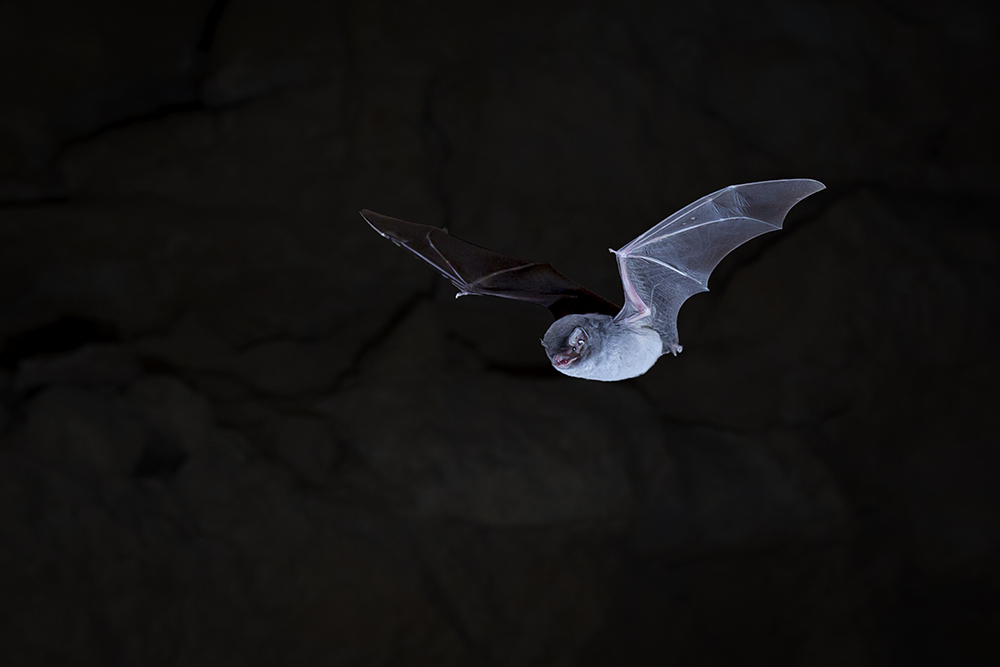 Chauve souris minioptere de Chreibers 11