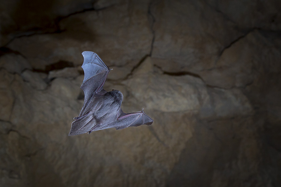 Chauve souris minioptere de Chreibers 12