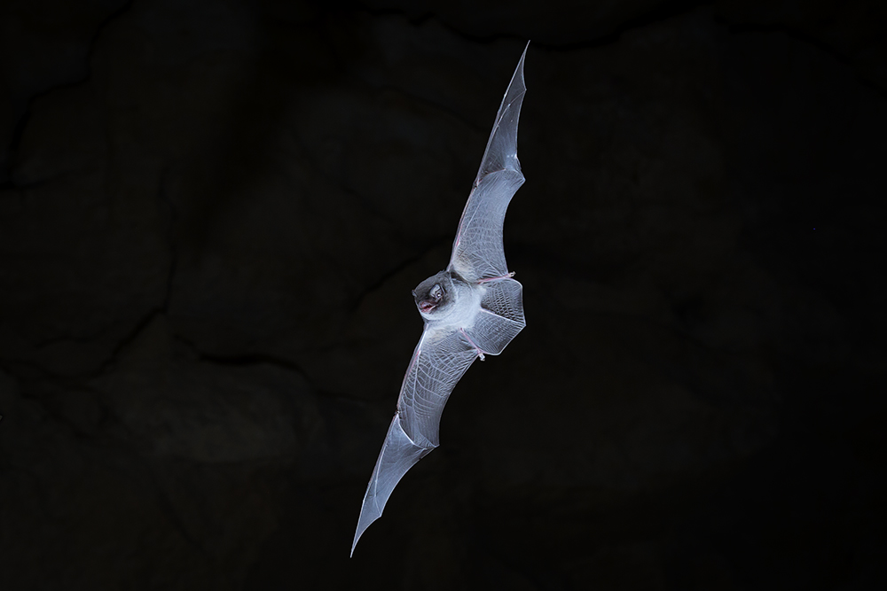 Chauve souris minioptere de Chreibers 13