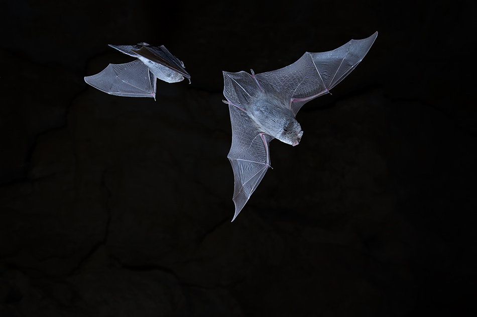 Chauve souris minioptere de Chreibers 14