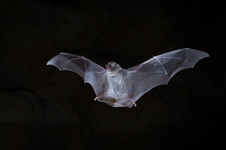 Chauve souris minioptere de Chreibers 15