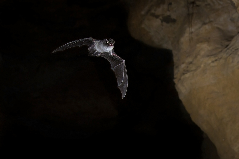 Chauve souris minioptere de Chreibers 2