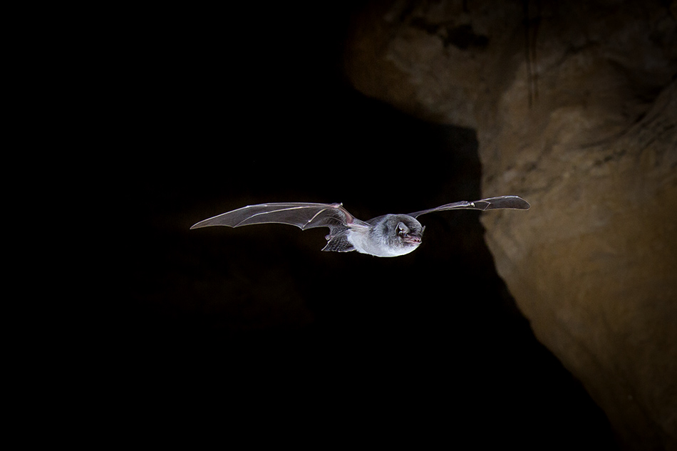 Chauve souris minioptere de Chreibers 3