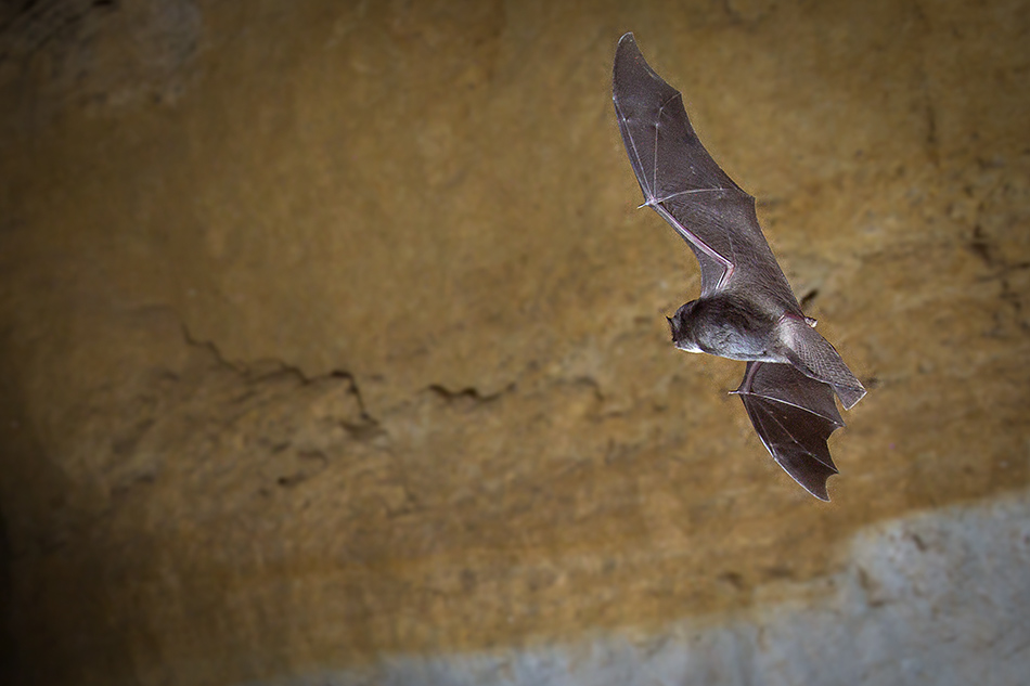 Chauve souris minioptere de Chreibers 4