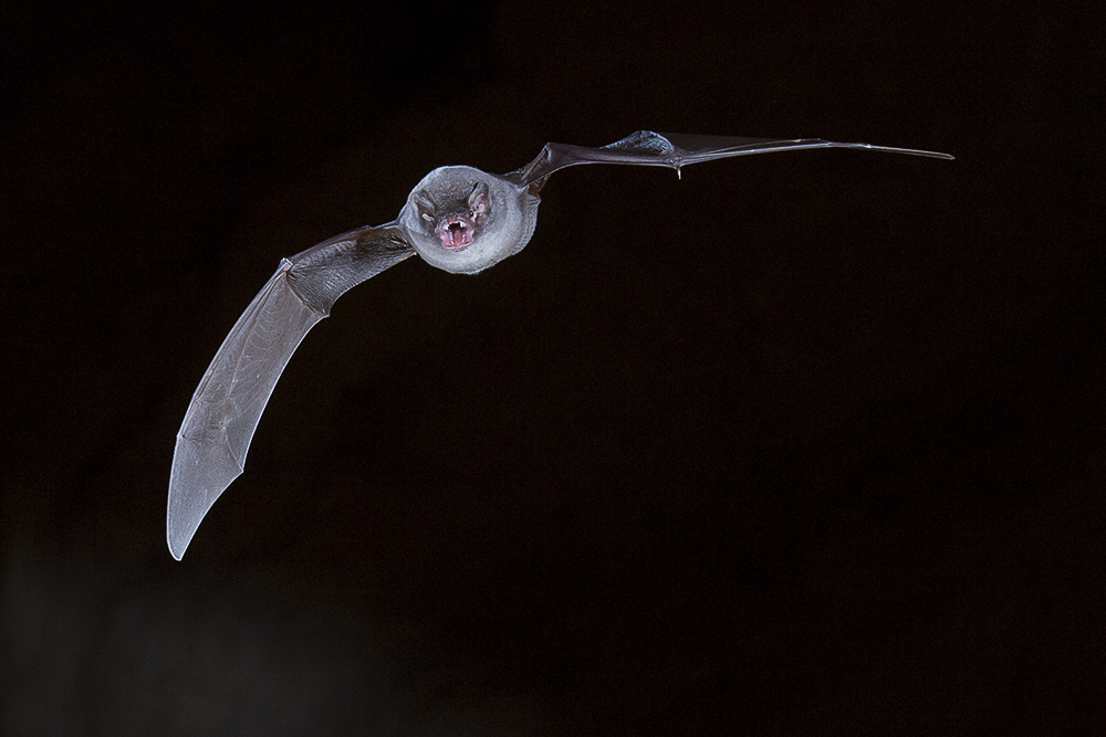 Chauve souris minioptere de Chreibers 5