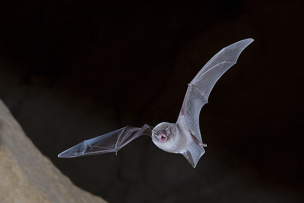 Chauve souris minioptere de Chreibers 6