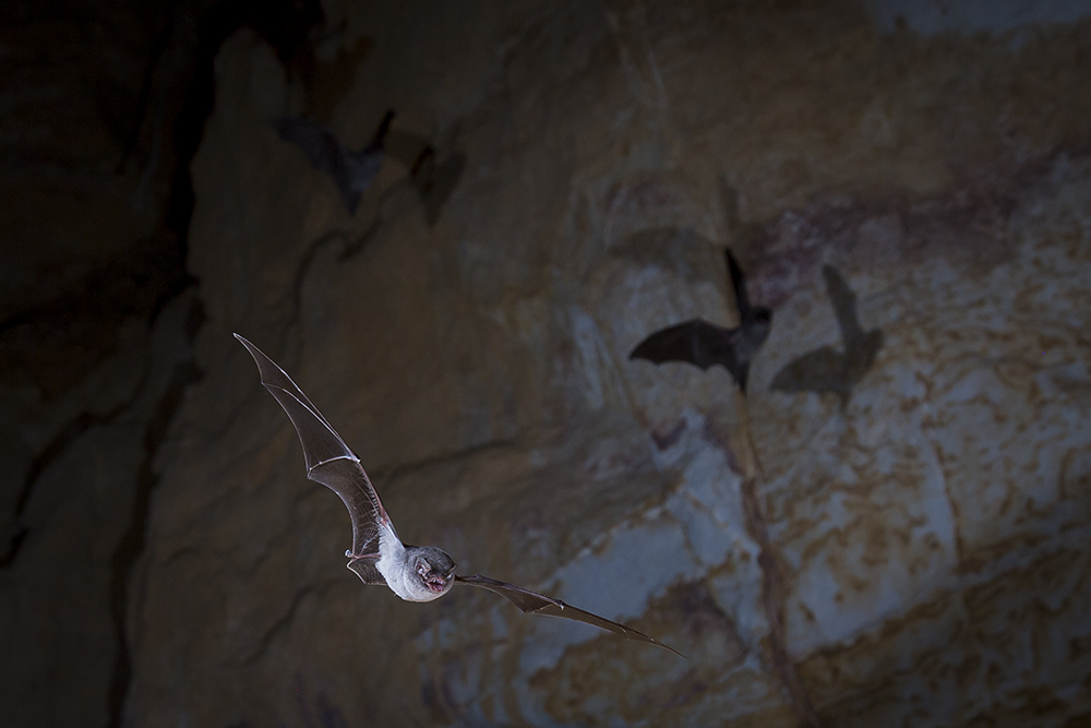 Chauve souris minioptere de Chreibers 8