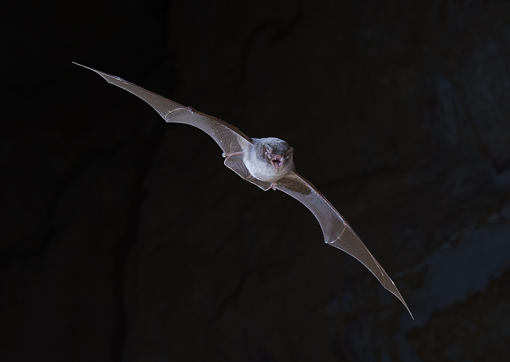 Chauve souris minioptere de Chreibers 9