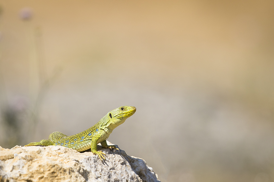 Reptiles and amphibiens