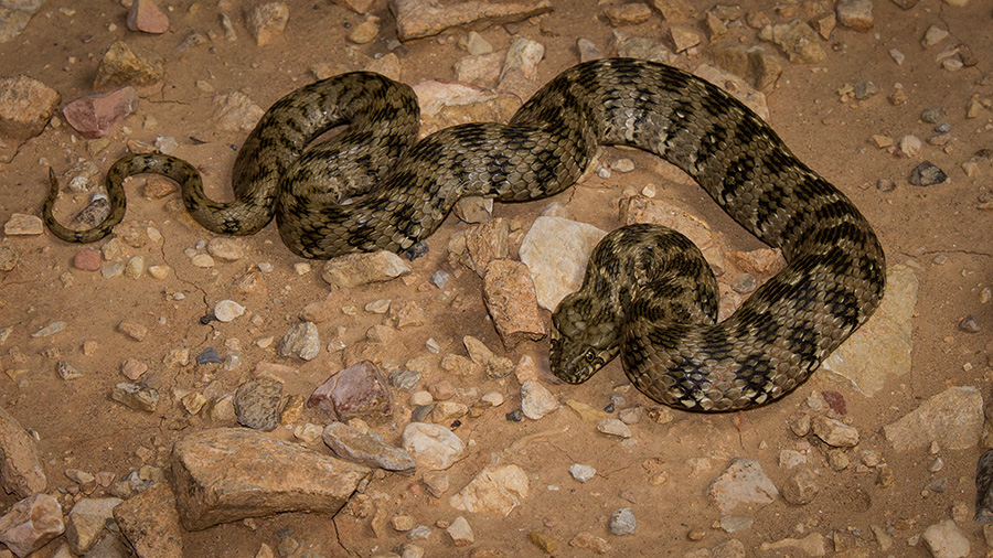 Couleuvre viperine 468