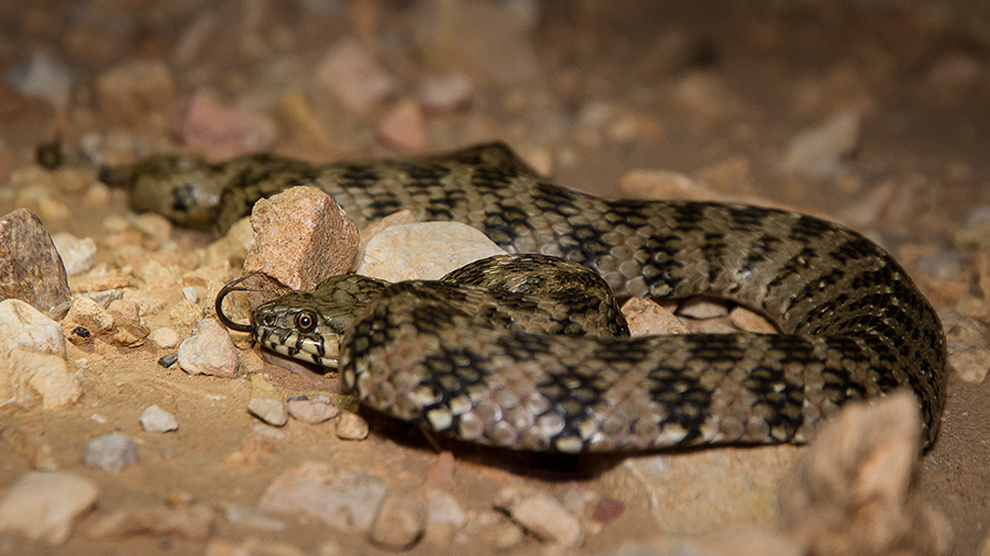 Couleuvre viperine 476