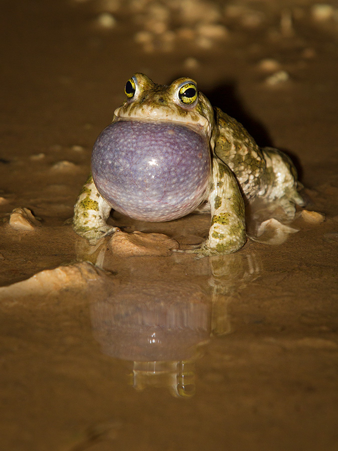 Crapaud calamite 531