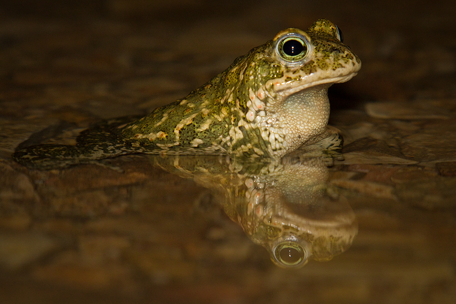 Crapaud calamite 556