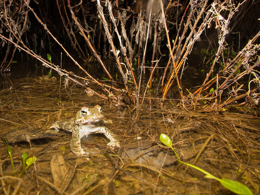 Crapaud calamite 568