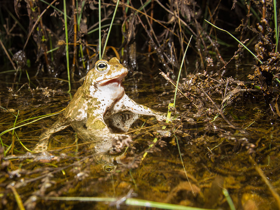 Crapaud calamite 599