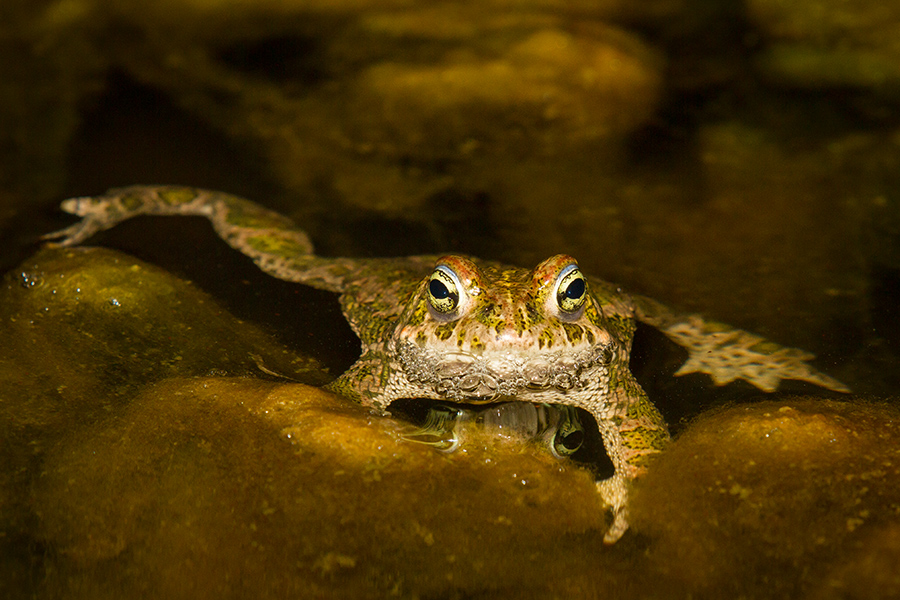 Crapaud calamite 608