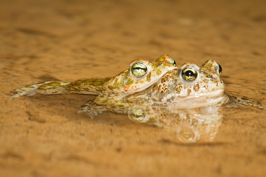 Crapaud calamite 784