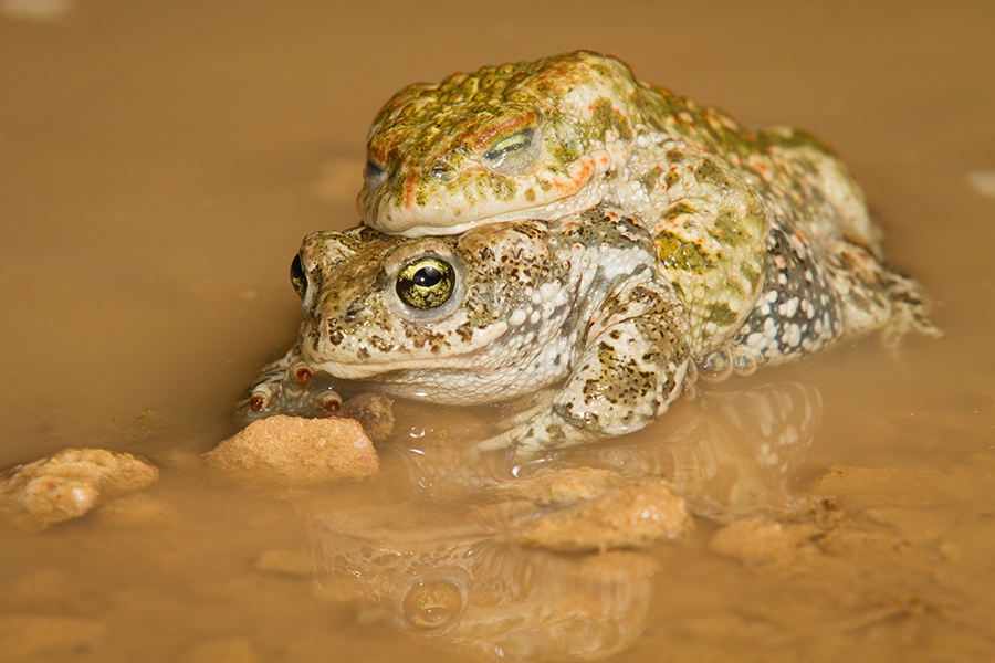 Crapaud calamite 788