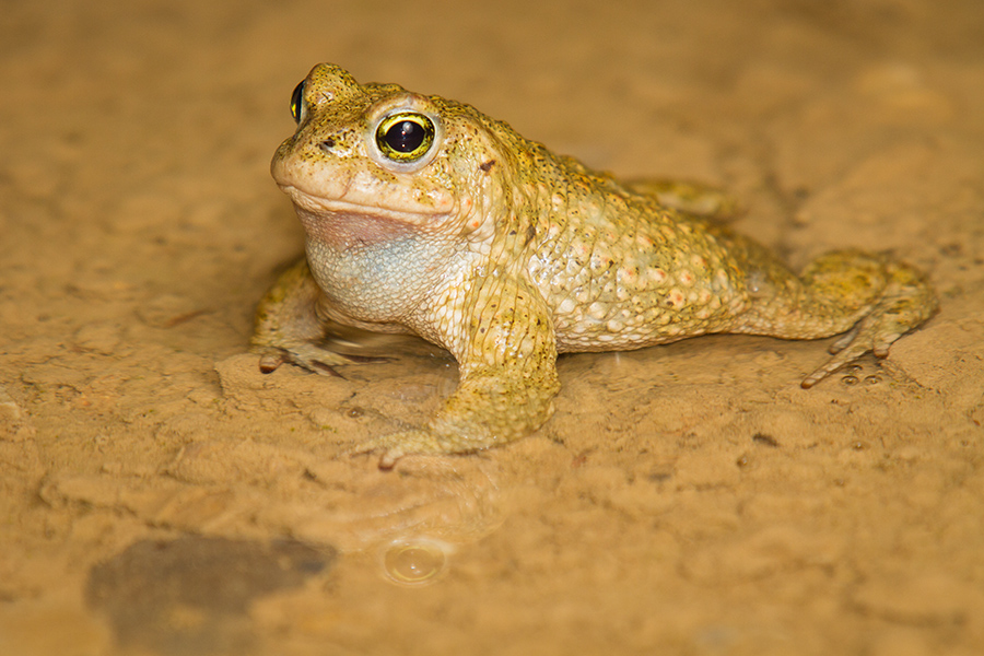 Crapaud calamite 815