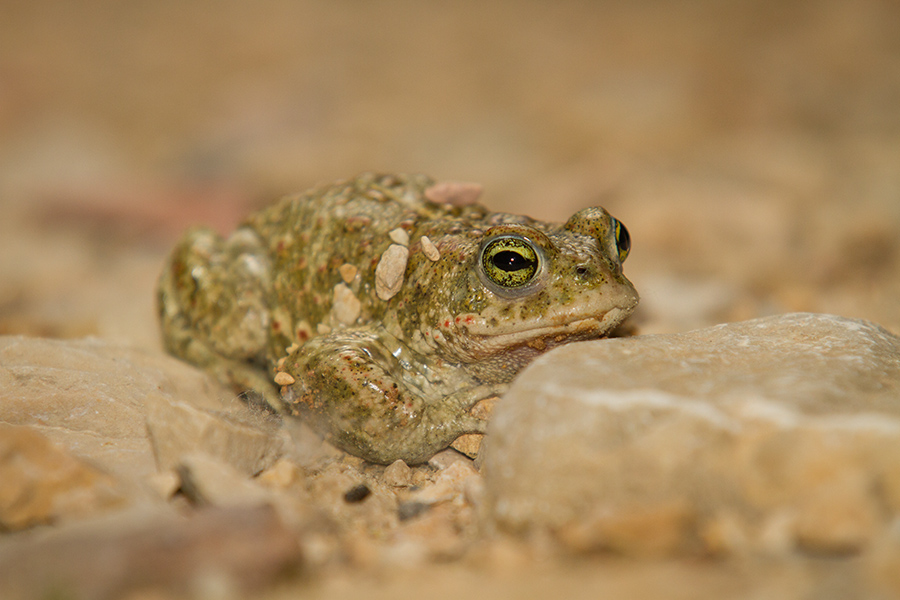 Crapaud calamite 824