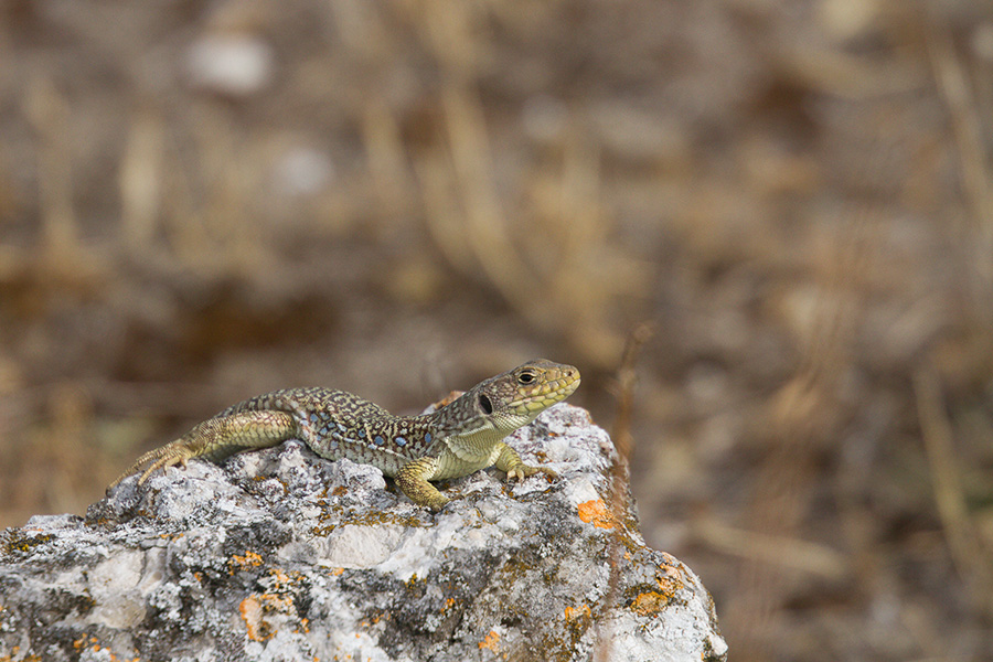 Lezard ocellé 415