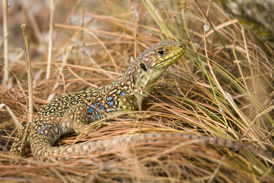 Lezard ocellé 671